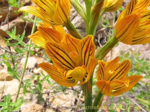 Image of Chloraea nudilabia (). Click to enlarge parts of image.