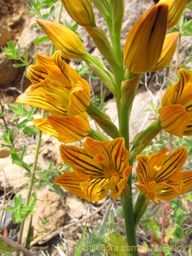 Image of Chloraea nudilabia (). Click to enlarge parts of image.