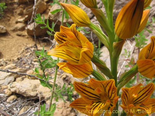 Image of Chloraea nudilabia (). Click to enlarge parts of image.