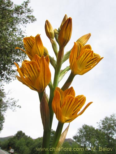 Image of Chloraea nudilabia (). Click to enlarge parts of image.