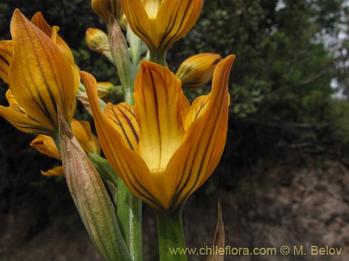 Image of Chloraea nudilabia (). Click to enlarge parts of image.