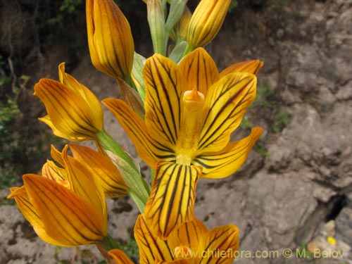 Imágen de Chloraea nudilabia (). Haga un clic para aumentar parte de imágen.