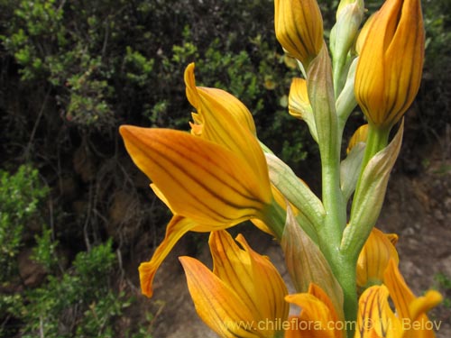 Image of Chloraea nudilabia (). Click to enlarge parts of image.