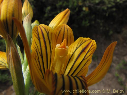 Image of Chloraea nudilabia (). Click to enlarge parts of image.