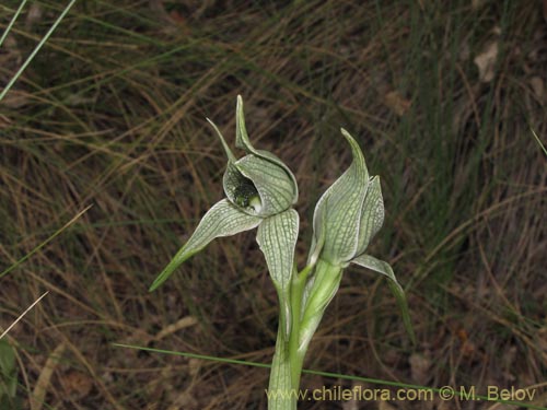 Image of Chloraea grandiflora (). Click to enlarge parts of image.