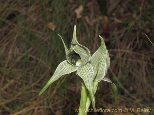 Фотография Chloraea grandiflora (). Щелкните, чтобы увеличить вырез.