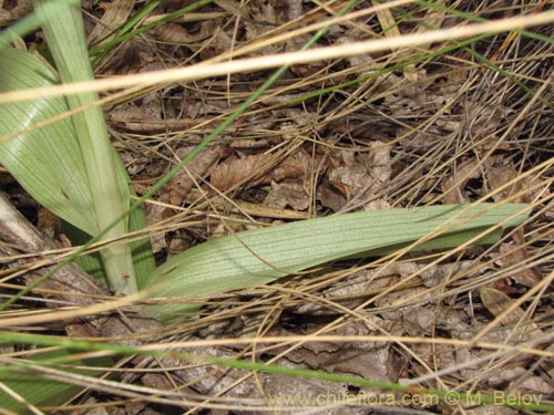 Image of Chloraea grandiflora (). Click to enlarge parts of image.