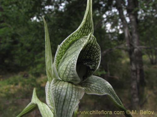 Image of Chloraea grandiflora (). Click to enlarge parts of image.