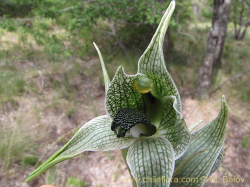 Image of Chloraea grandiflora (). Click to enlarge parts of image.