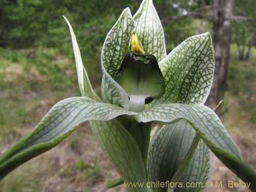 Image of Chloraea grandiflora (). Click to enlarge parts of image.