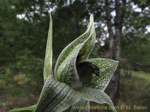 Image of Chloraea grandiflora (). Click to enlarge parts of image.