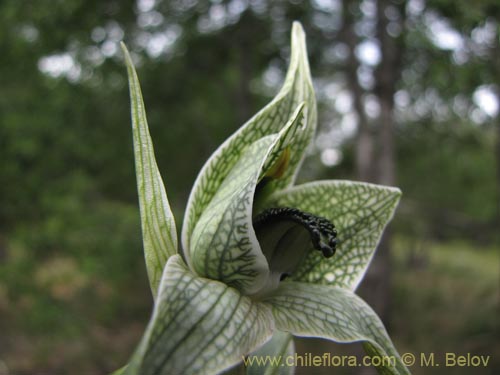 Image of Chloraea grandiflora (). Click to enlarge parts of image.