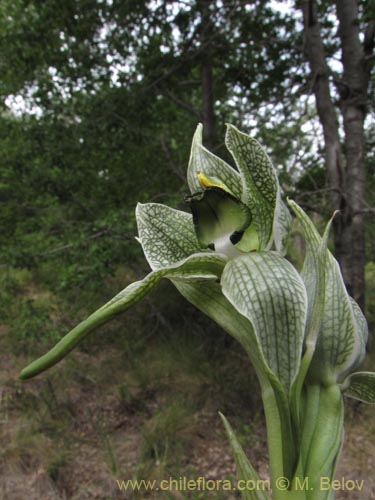Bild von Chloraea grandiflora (). Klicken Sie, um den Ausschnitt zu vergrössern.