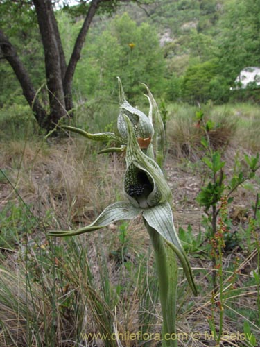 Image of Chloraea grandiflora (). Click to enlarge parts of image.