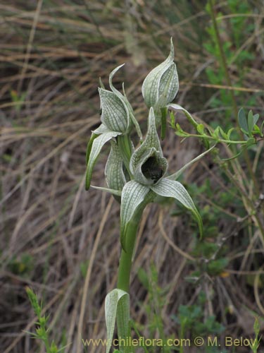 Фотография Chloraea grandiflora (). Щелкните, чтобы увеличить вырез.