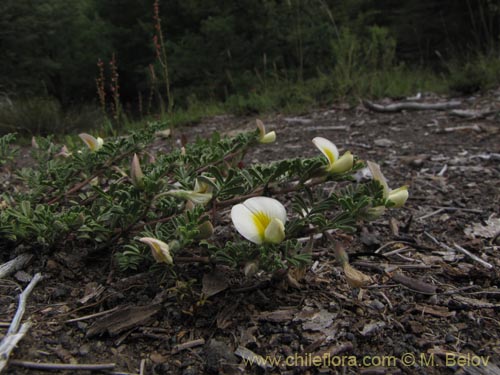 Fabaceae sp. #2150의 사진