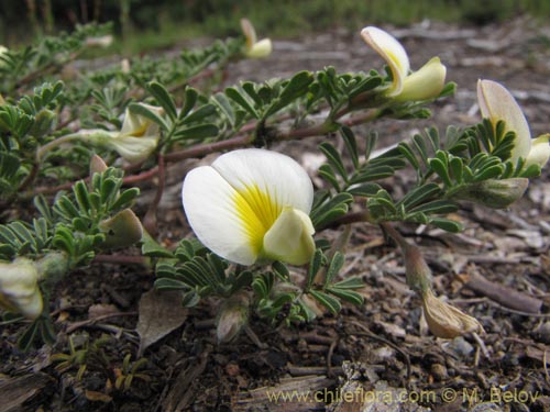 Image of Fabaceae sp. #2150 (). Click to enlarge parts of image.