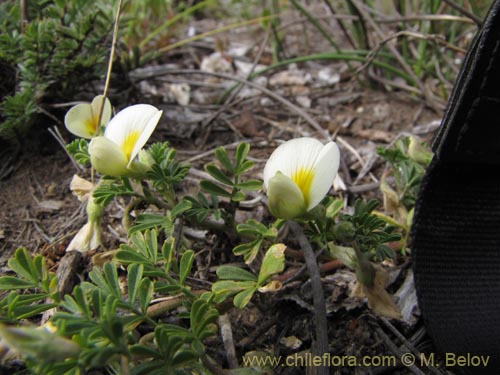 Imágen de Fabaceae sp. #2150 (). Haga un clic para aumentar parte de imágen.