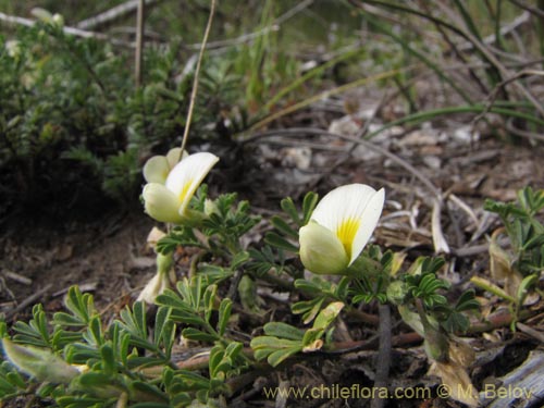 Bild von Fabaceae sp. #2150 (). Klicken Sie, um den Ausschnitt zu vergrössern.