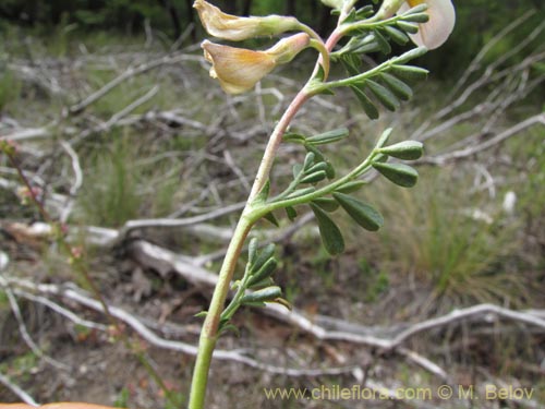 Fabaceae sp. #2150의 사진