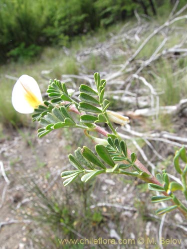 Bild von Fabaceae sp. #2150 (). Klicken Sie, um den Ausschnitt zu vergrössern.