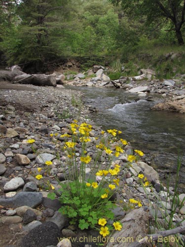 Image of Oxalis valdiviensis (). Click to enlarge parts of image.