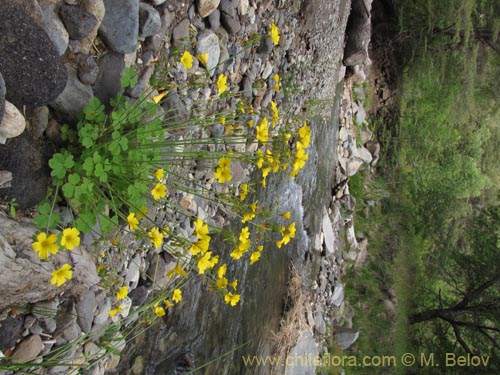 Фотография Oxalis valdiviensis (). Щелкните, чтобы увеличить вырез.