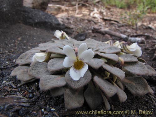 Image of Viola rosulata (). Click to enlarge parts of image.