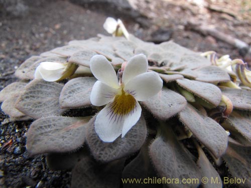 Viola rosulataの写真