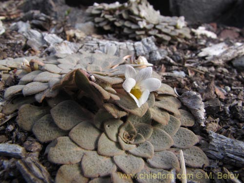 Bild von Viola rosulata (). Klicken Sie, um den Ausschnitt zu vergrössern.