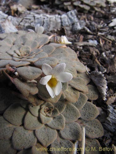 Imágen de Viola rosulata (). Haga un clic para aumentar parte de imágen.