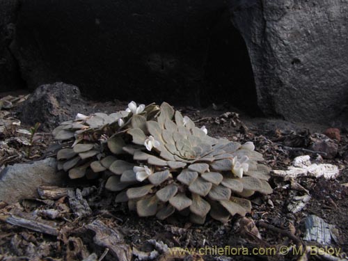 Bild von Viola rosulata (). Klicken Sie, um den Ausschnitt zu vergrössern.