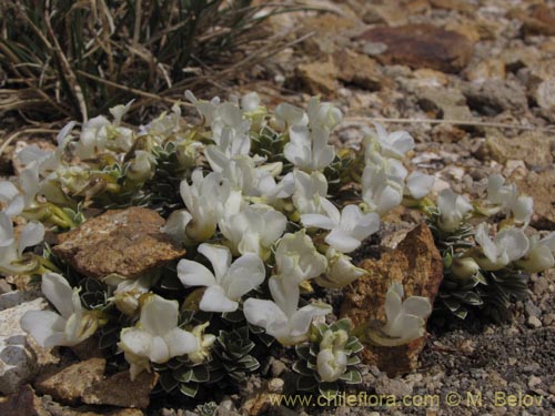 Imágen de Viola cotyledon (Hierba de corazón). Haga un clic para aumentar parte de imágen.