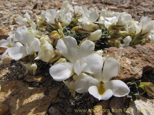 Imágen de Viola cotyledon (Hierba de corazón). Haga un clic para aumentar parte de imágen.