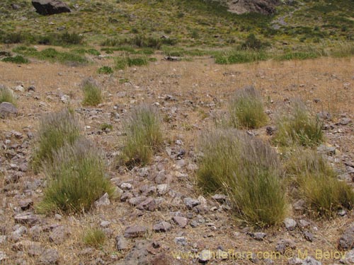 Imágen de Poaceae sp. #2146 (). Haga un clic para aumentar parte de imágen.