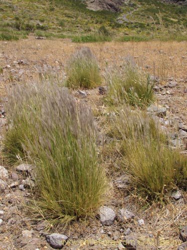 Poaceae sp. #2146의 사진