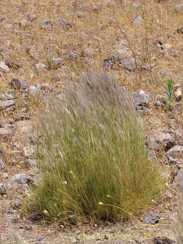 Poaceae sp. #2146의 사진