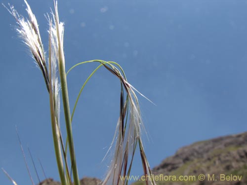 Imágen de Poaceae sp. #2146 (). Haga un clic para aumentar parte de imágen.