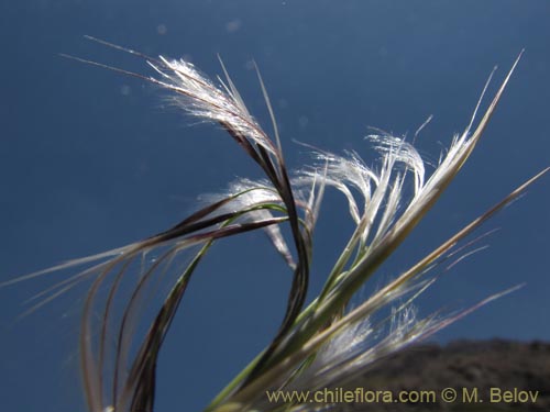 Imágen de Poaceae sp. #2146 (). Haga un clic para aumentar parte de imágen.