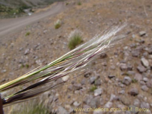 Imágen de Poaceae sp. #2146 (). Haga un clic para aumentar parte de imágen.