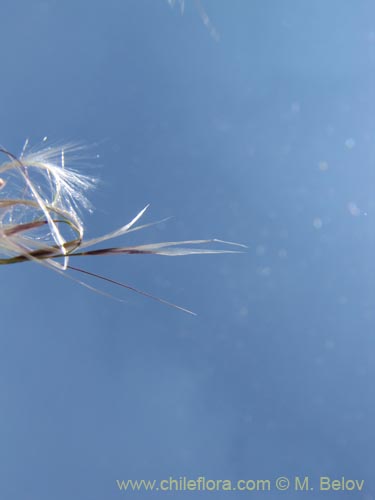 Bild von Poaceae sp. #2146 (). Klicken Sie, um den Ausschnitt zu vergrössern.