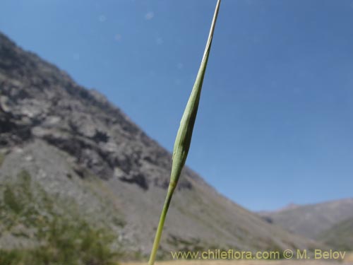 Imágen de Poaceae sp. #2146 (). Haga un clic para aumentar parte de imágen.