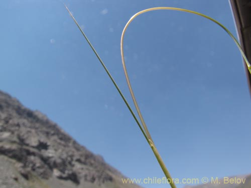 Poaceae sp. #2146の写真