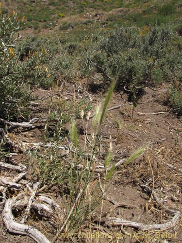 Imágen de Poaceae sp. #2145 (). Haga un clic para aumentar parte de imágen.