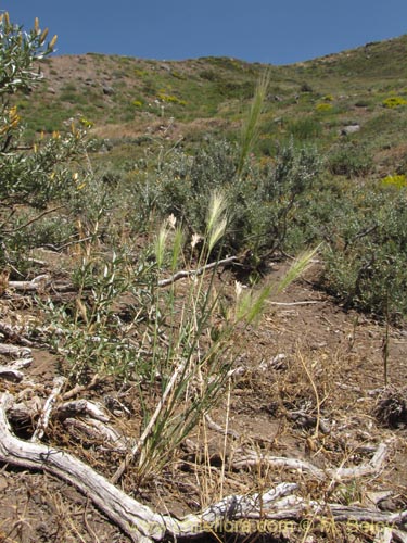 Imágen de Poaceae sp. #2145 (). Haga un clic para aumentar parte de imágen.