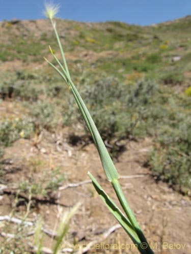 Bild von Poaceae sp. #2145 (). Klicken Sie, um den Ausschnitt zu vergrössern.