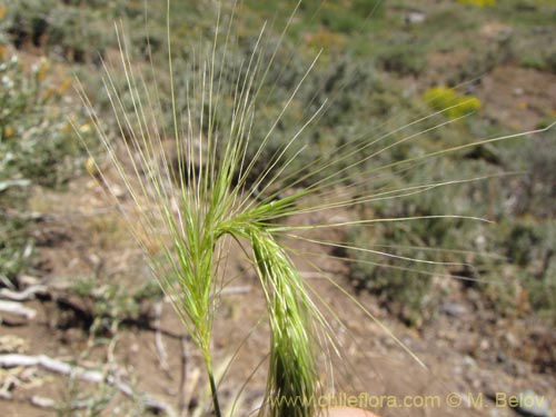 Poaceae sp. #2145の写真