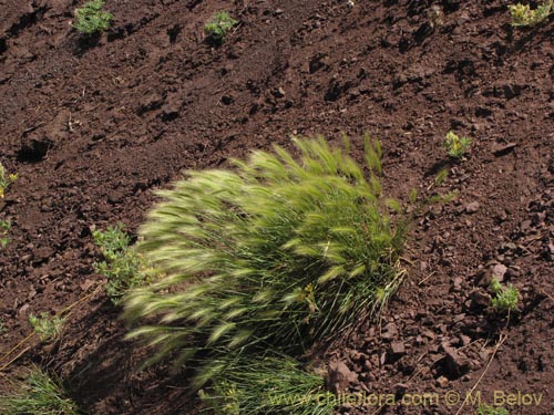 Image of Poaceae sp. #2145 (). Click to enlarge parts of image.