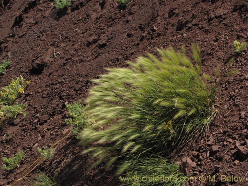 Poaceae sp. #2145의 사진