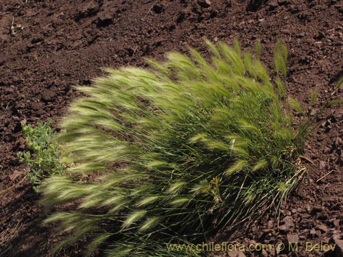 Poaceae sp. #2145の写真